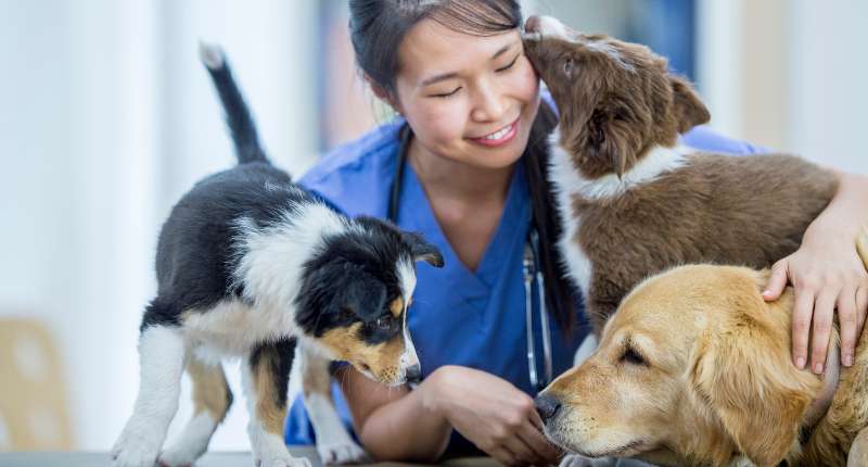Impact on animal care professionals.jpg