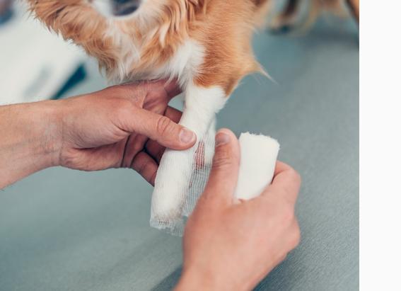 Blog_First Aid Tips for Emergency Pet...