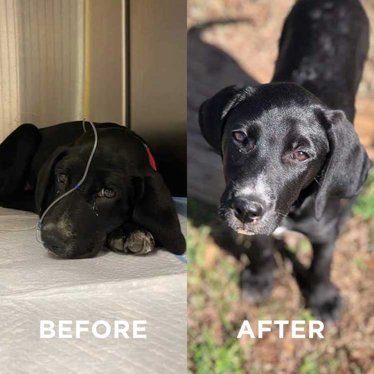 PuppyTumble_Before & After.jpg