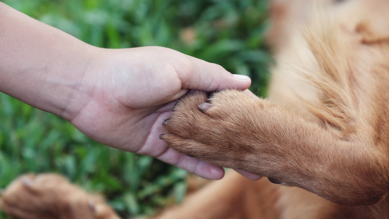Impact on animal care professionals.jpg